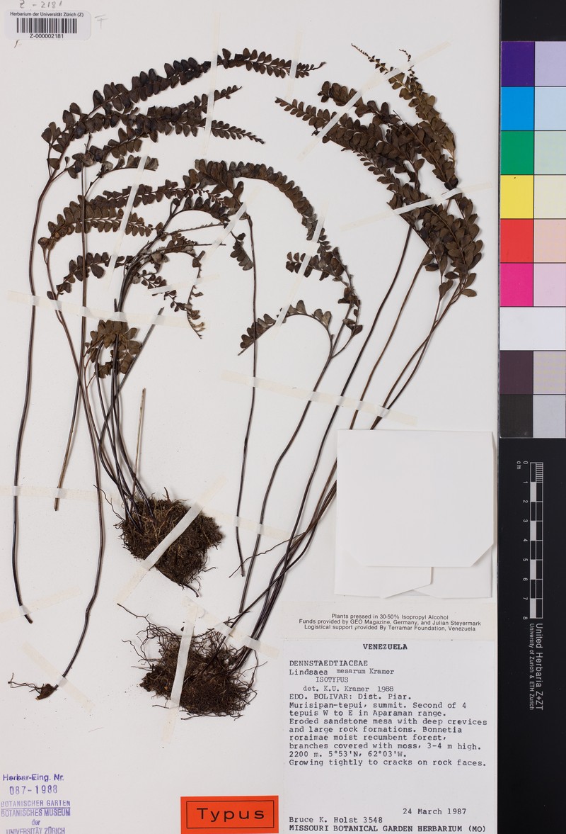 Lindsaea mesarum photo 3