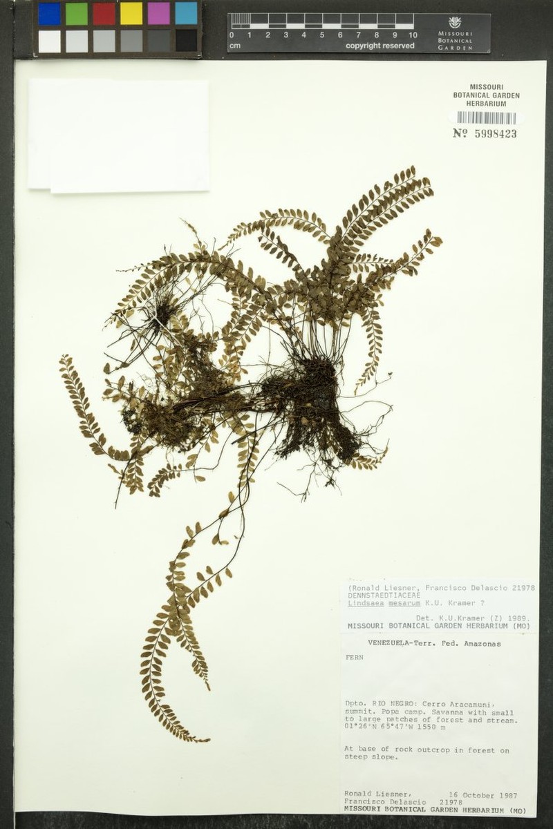 Lindsaea mesarum photo 4