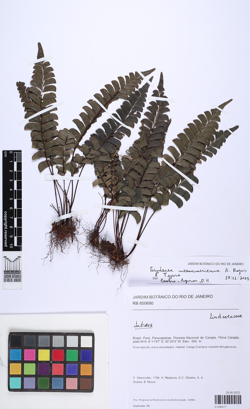 Lindsaea mesoamericana