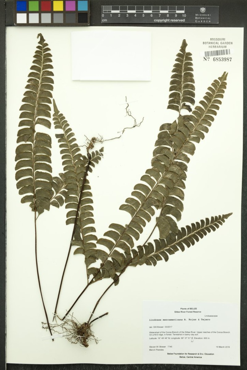 Lindsaea mesoamericana photo 2