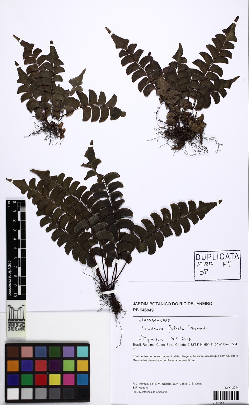 Lindsaea mesoamericana photo 3