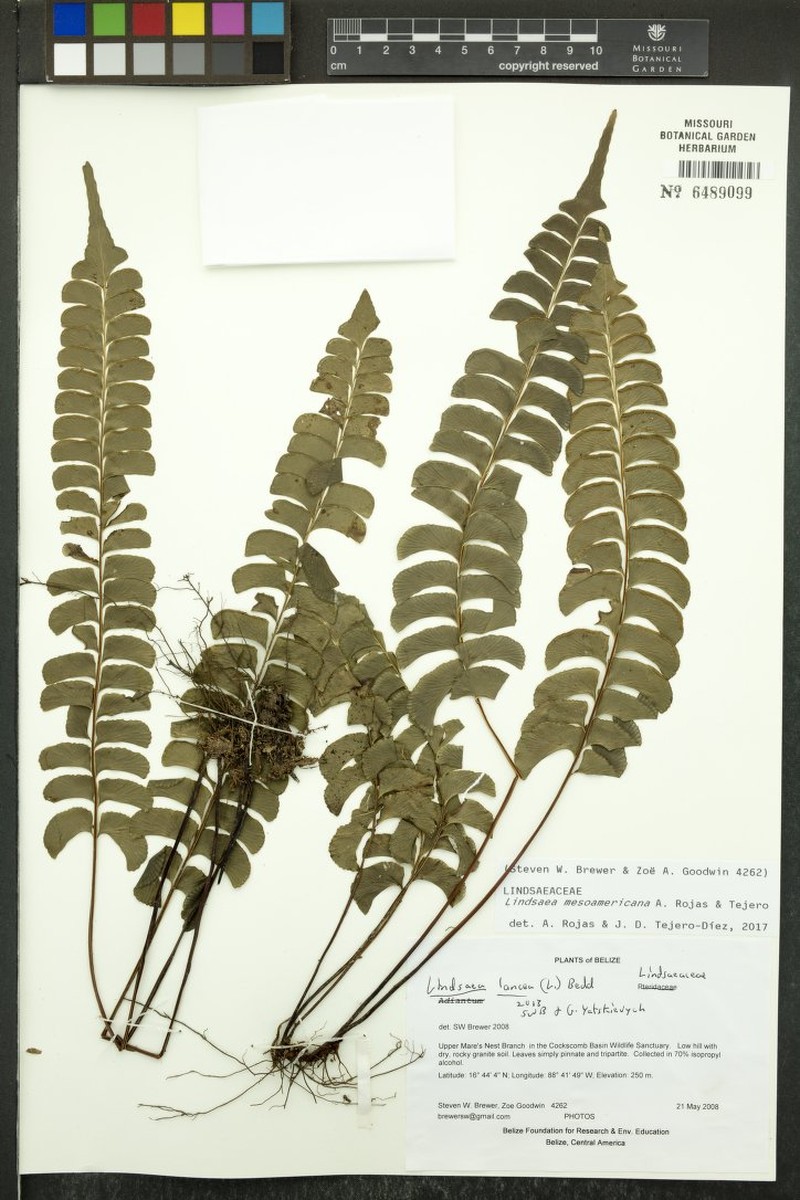 Lindsaea mesoamericana photo 4