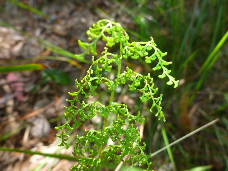 Lindsaea microphylla