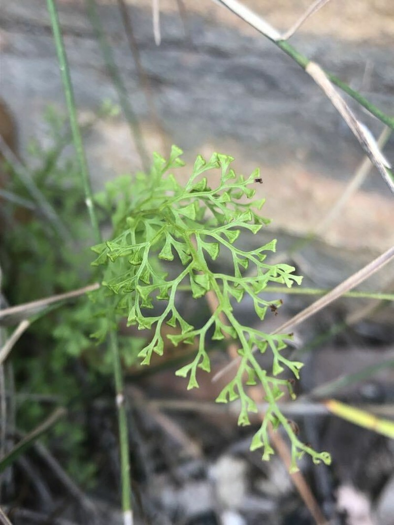 Lindsaea microphylla photo 2