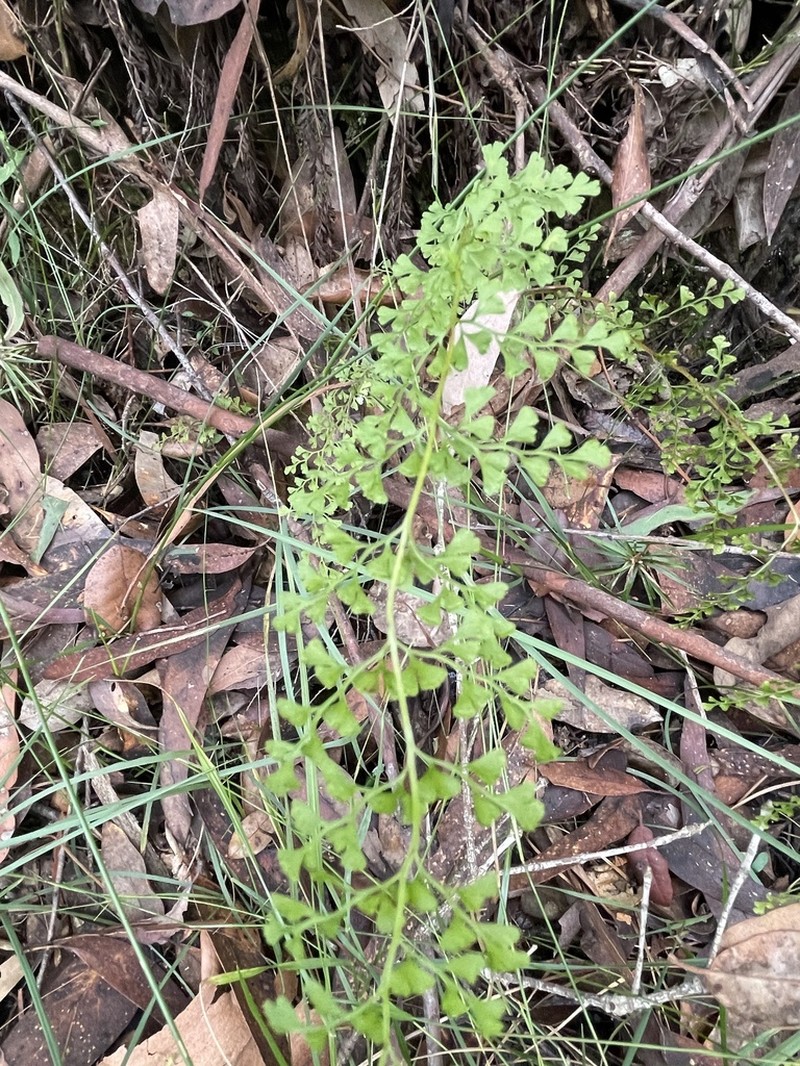 Lindsaea microphylla photo 3