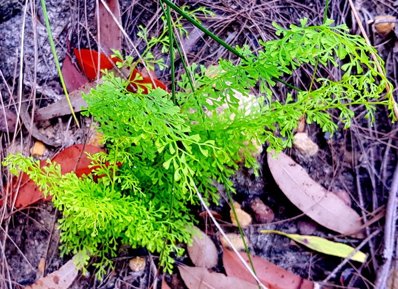 Lindsaea microphylla photo 4