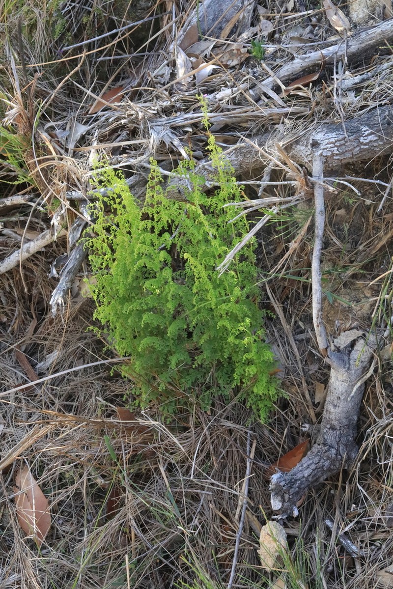 Lindsaea microphylla photo 5