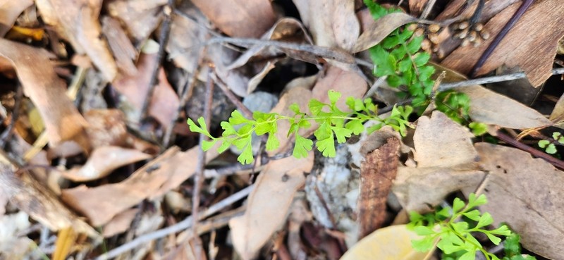 Lindsaea microphylla photo 6
