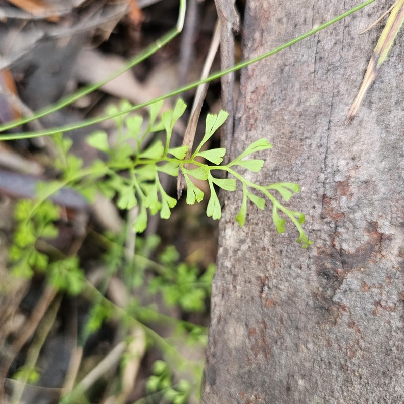 Lindsaea microphylla photo 7
