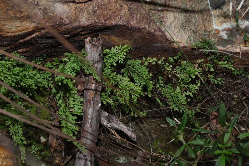 Lindsaea microphylla photo 8