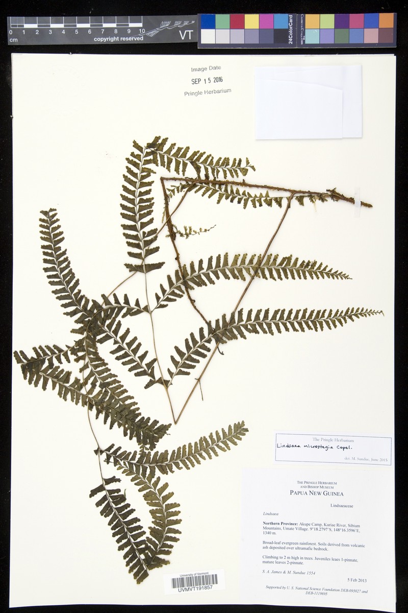 Lindsaea microstegia