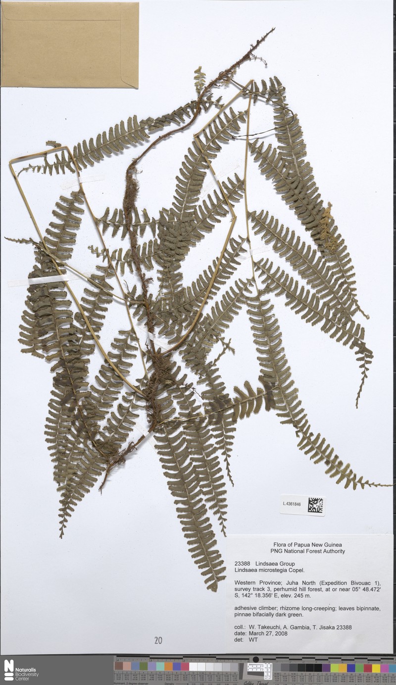 Lindsaea microstegia photo 2