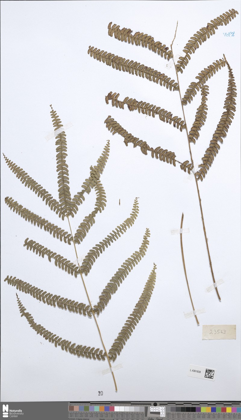 Lindsaea microstegia photo 3