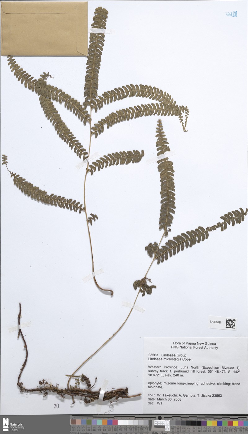 Lindsaea microstegia photo 4