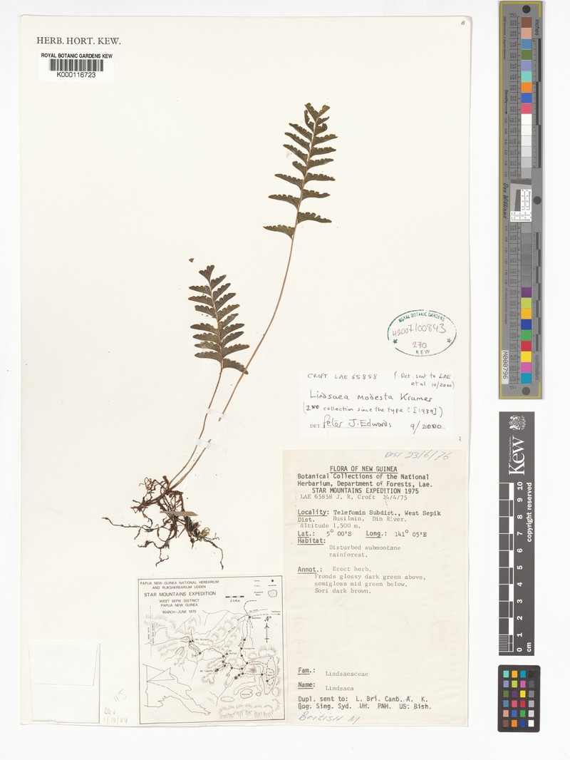Lindsaea modesta
