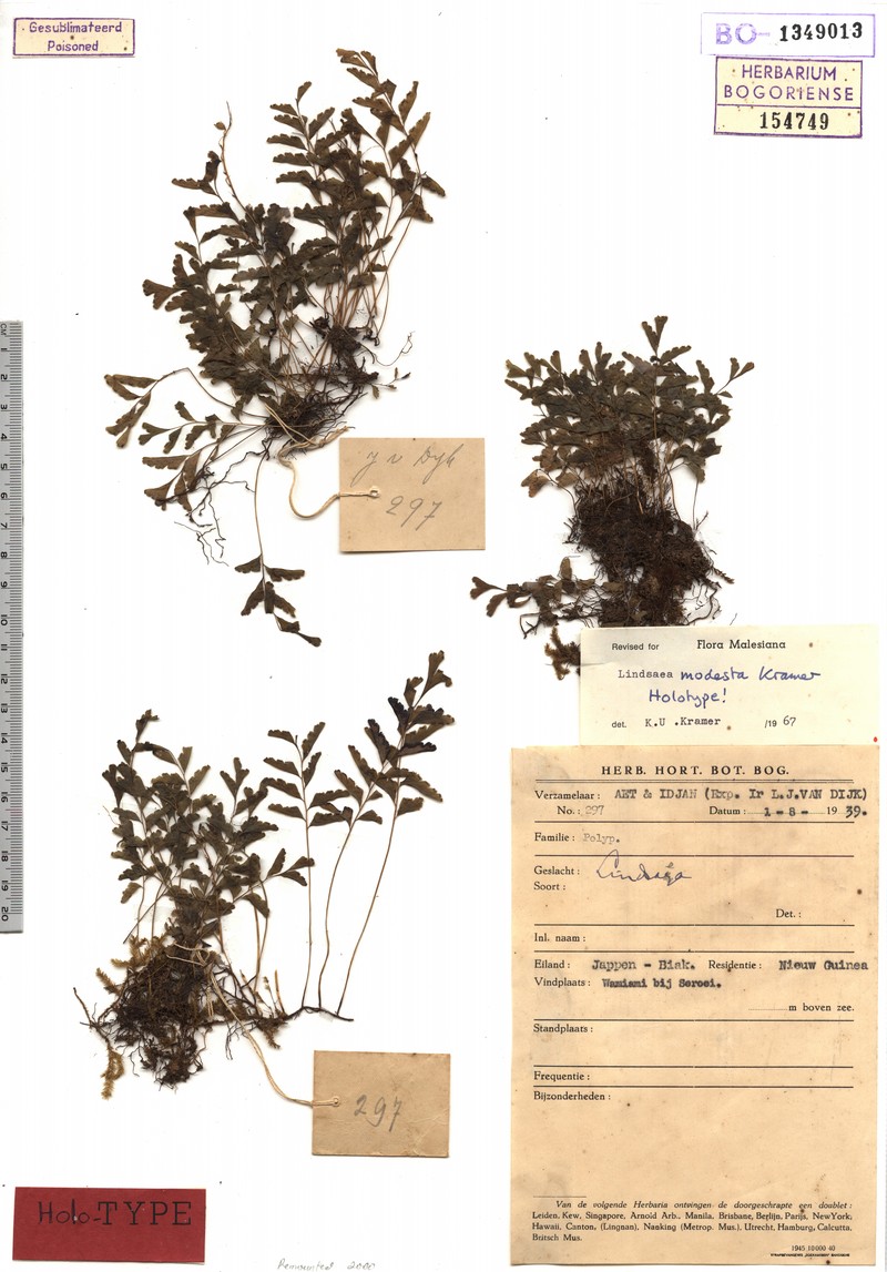 Lindsaea modesta photo 2