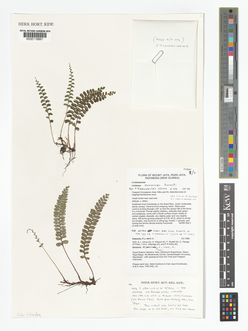Lindsaea monocarpa