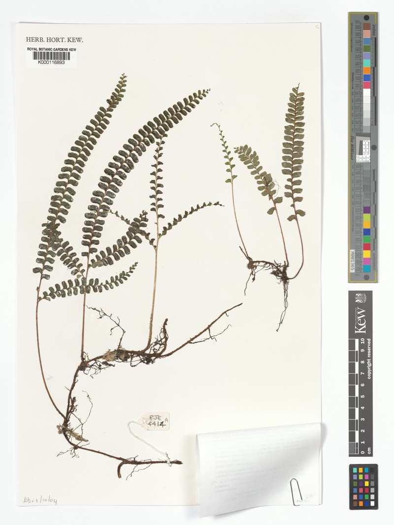 Lindsaea monocarpa photo 2