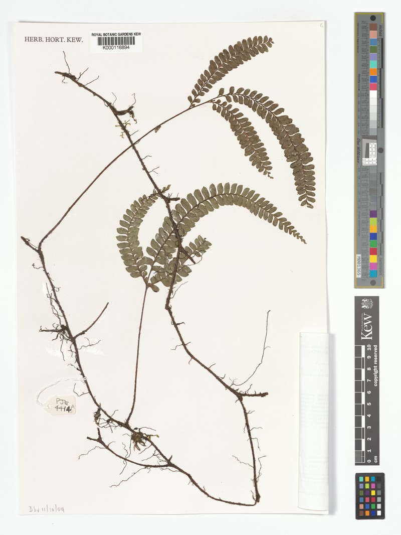 Lindsaea monocarpa photo 3