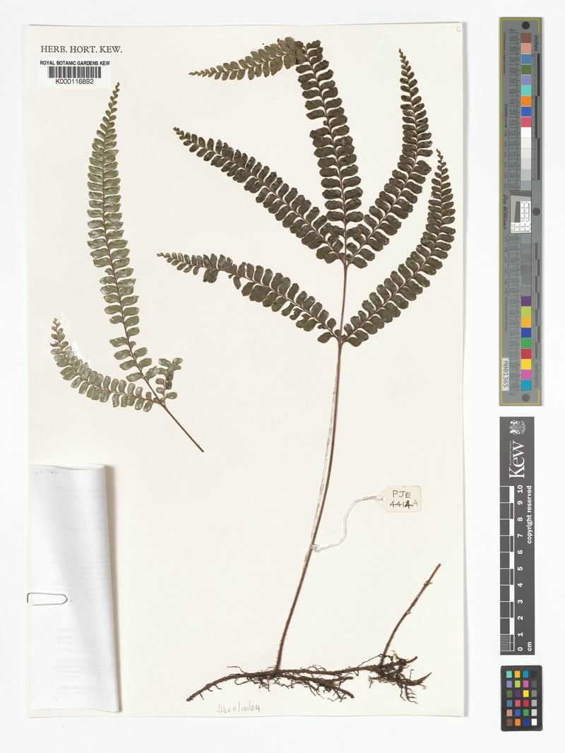 Lindsaea monocarpa photo 4