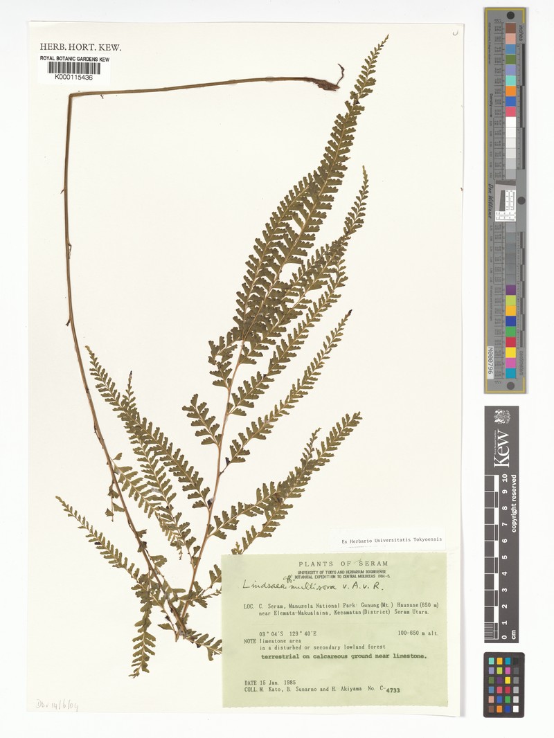 Lindsaea multisora