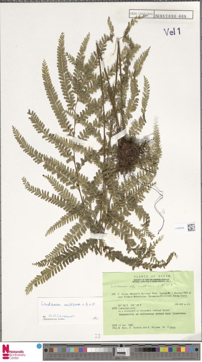 Lindsaea multisora photo 2