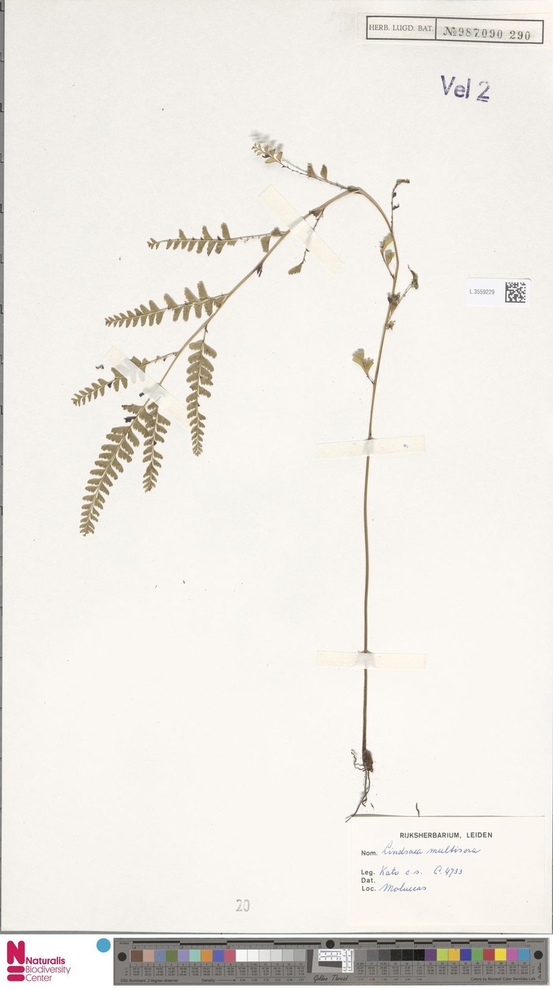 Lindsaea multisora photo 3