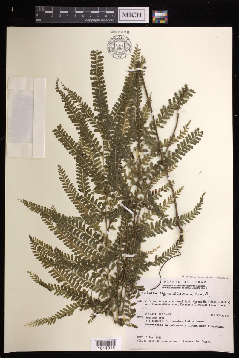 Lindsaea multisora photo 4