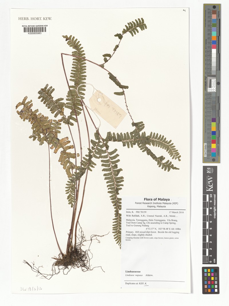 Lindsaea napaea
