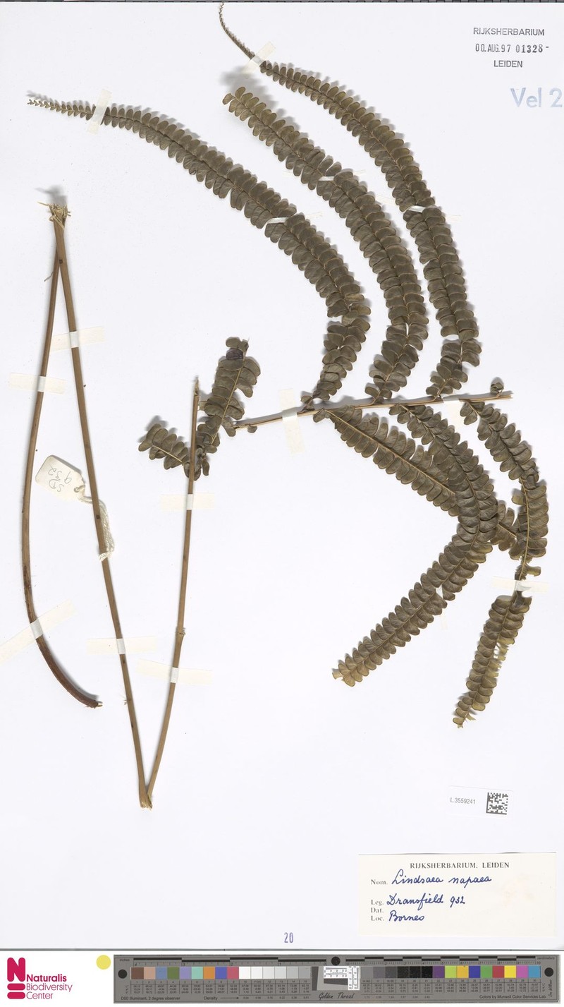Lindsaea napaea photo 2