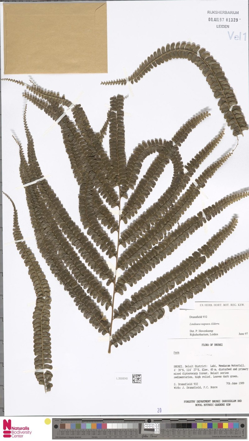 Lindsaea napaea photo 3