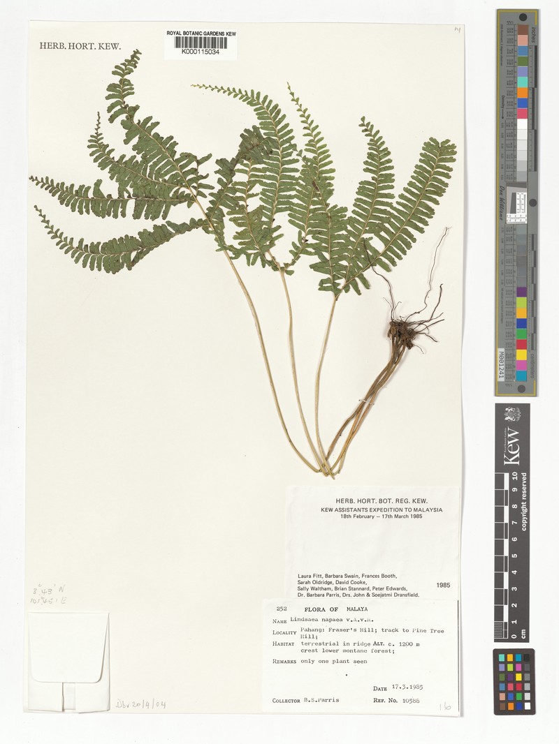 Lindsaea napaea photo 4