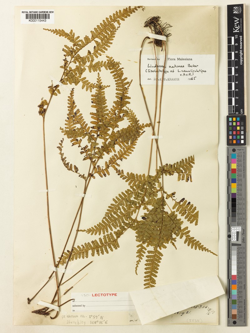 Lindsaea natunae