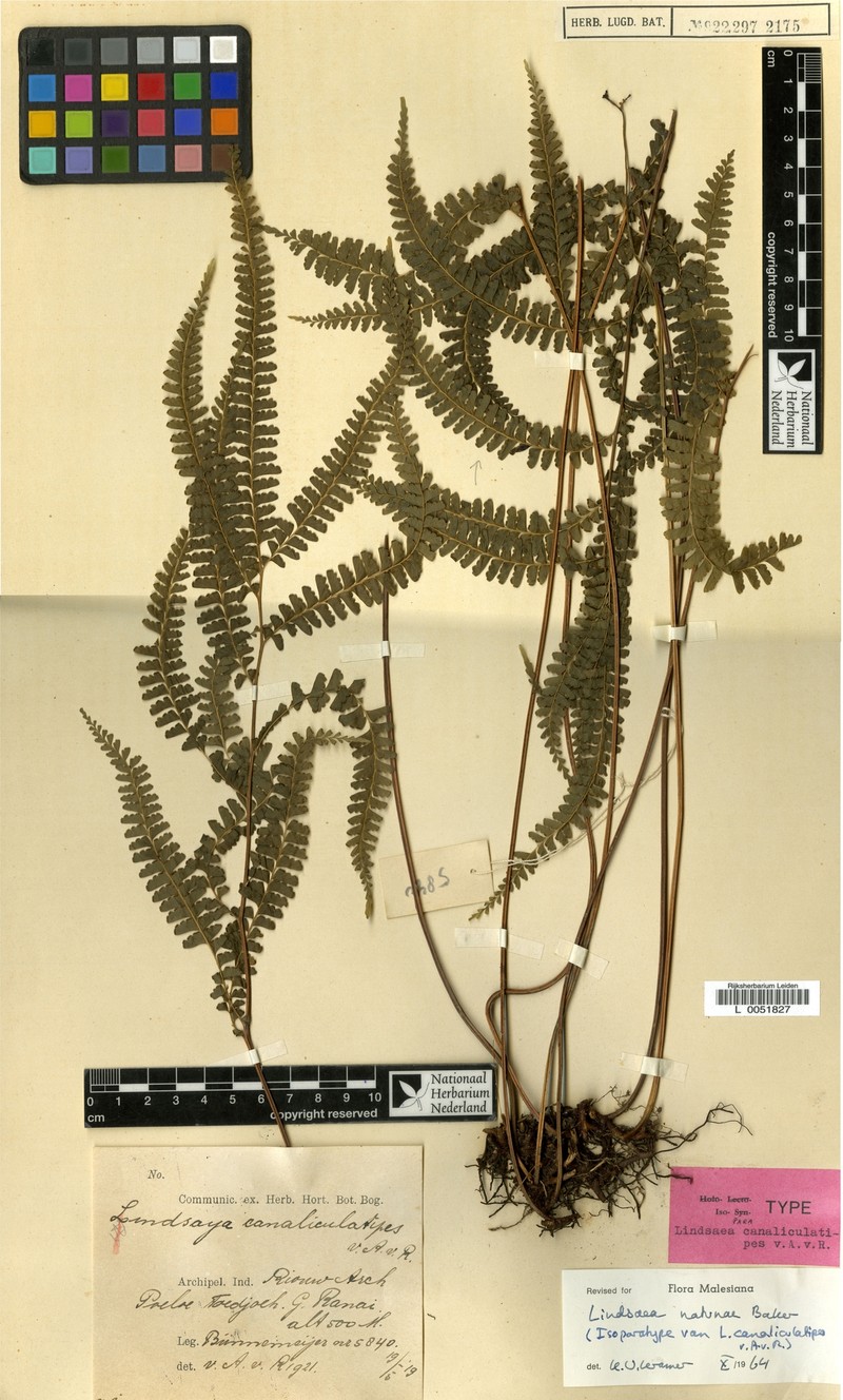 Lindsaea natunae photo 2
