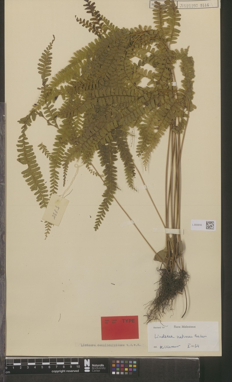 Lindsaea natunae photo 3