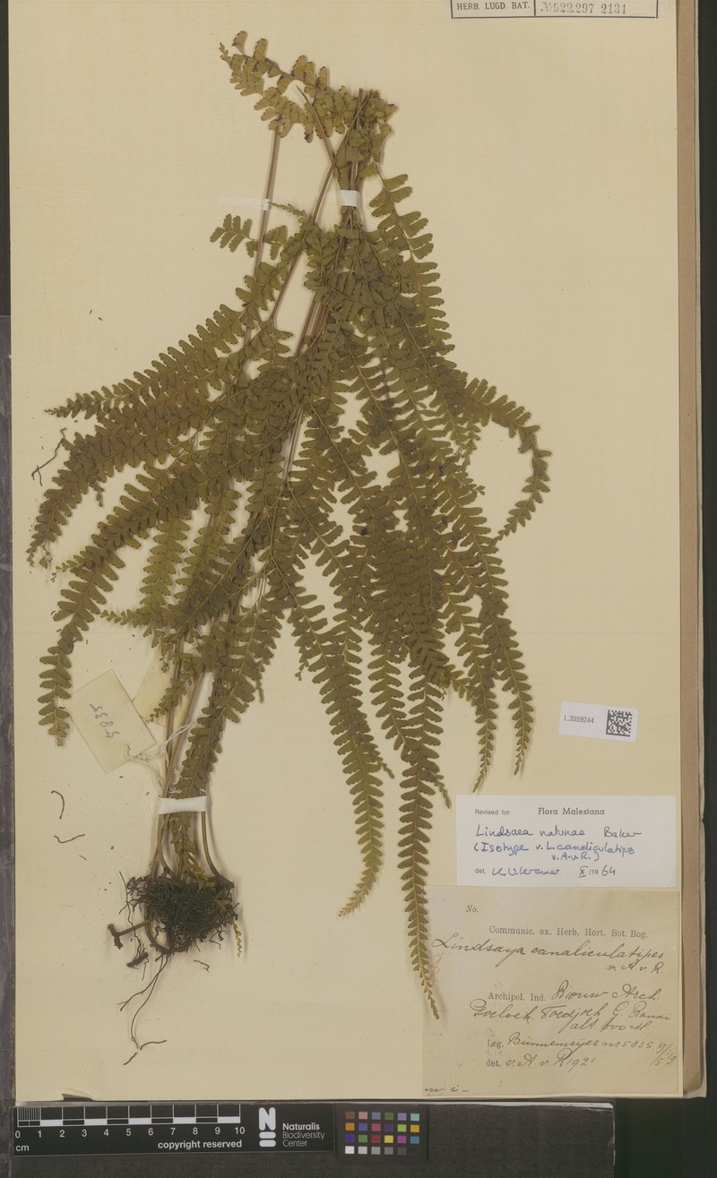 Lindsaea natunae photo 4