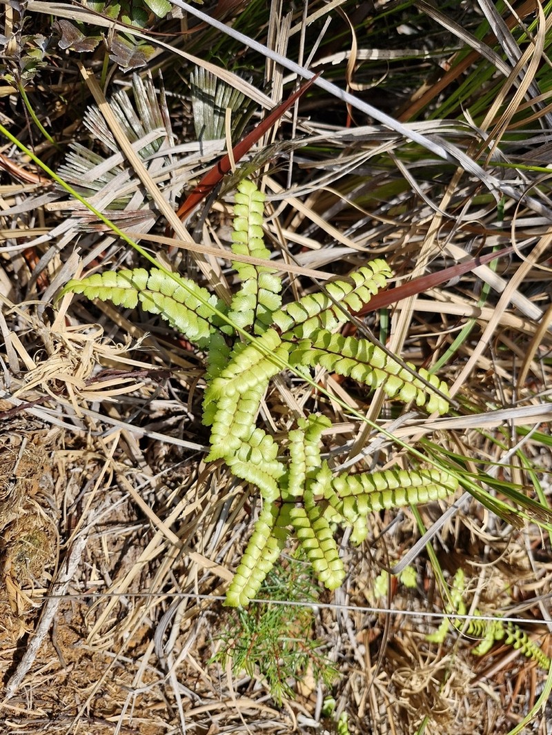 Lindsaea nervosa