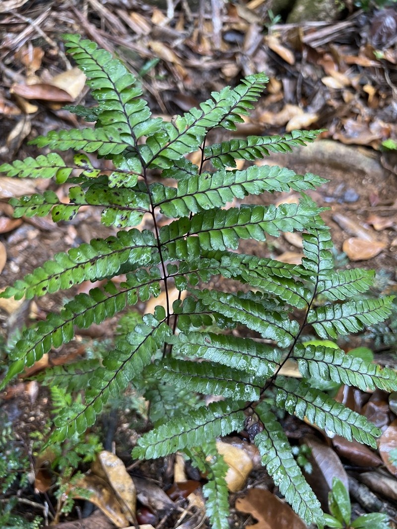 Lindsaea nervosa photo 2