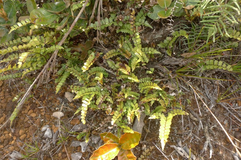 Lindsaea nervosa photo 3