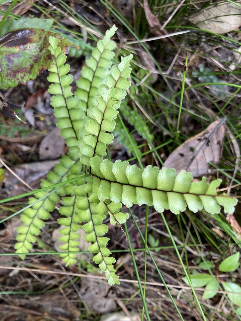 Lindsaea nervosa photo 5