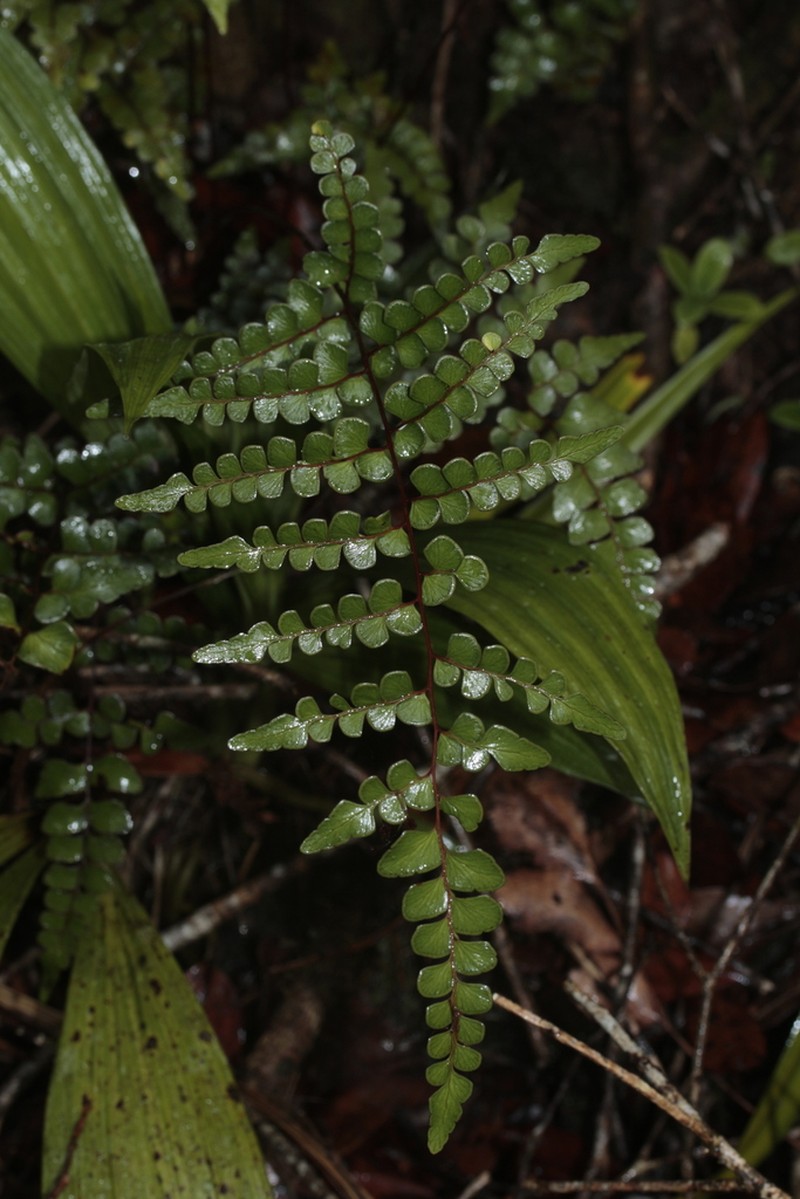 Lindsaea nervosa photo 7