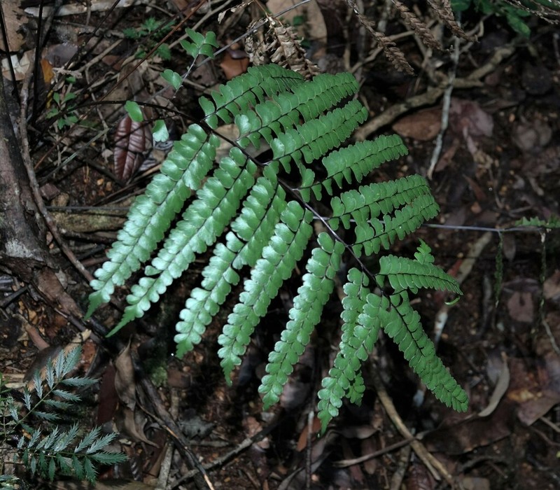 Lindsaea nervosa photo 8