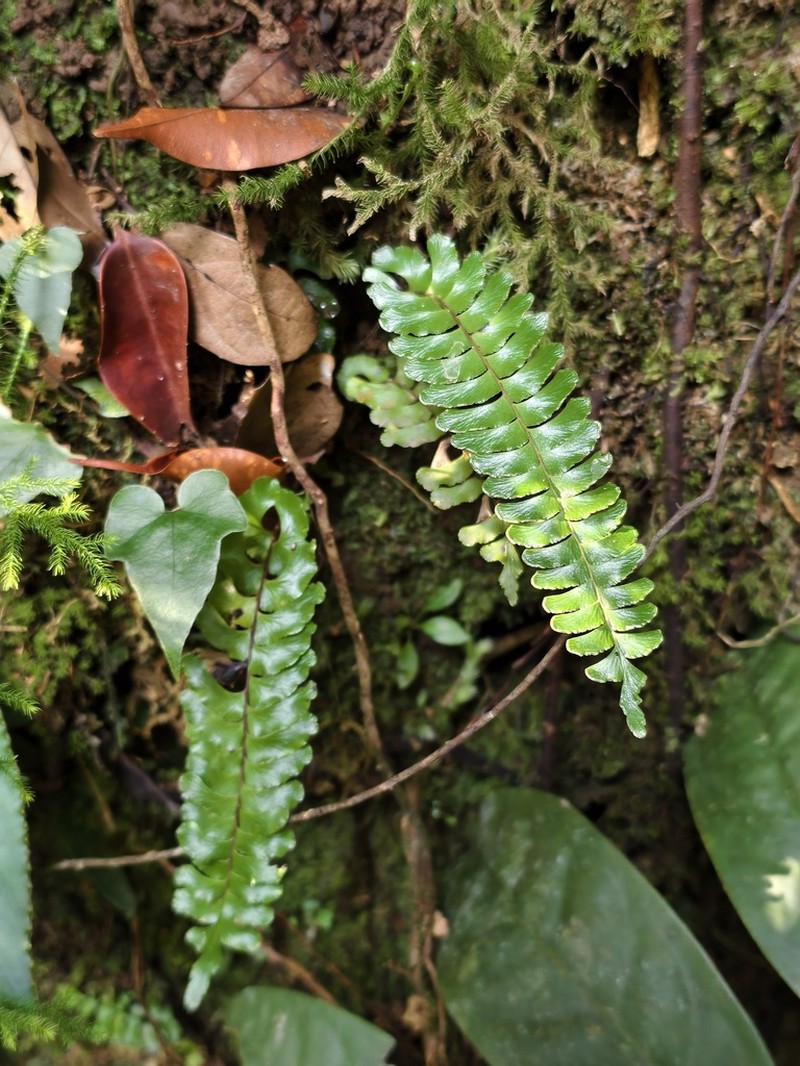 Lindsaea oblanceolata