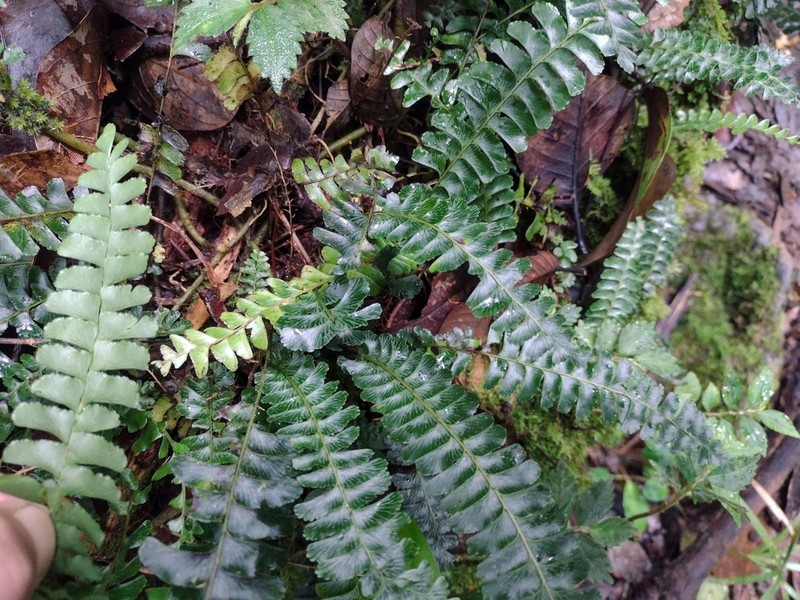 Lindsaea oblanceolata photo 2