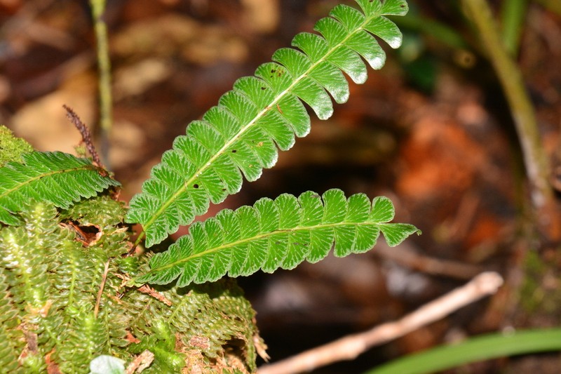 Lindsaea oblanceolata photo 3