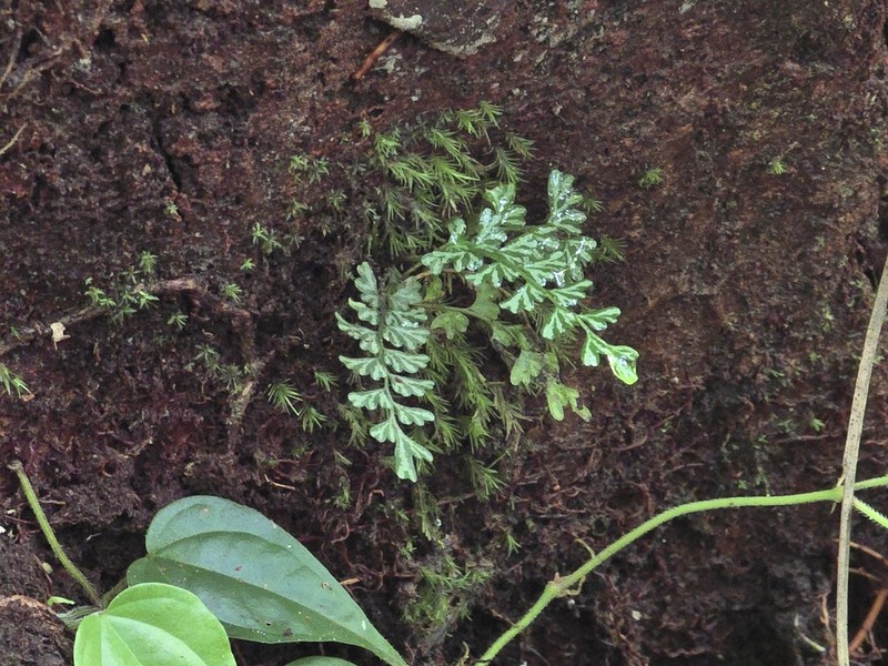 Lindsaea oblanceolata photo 4