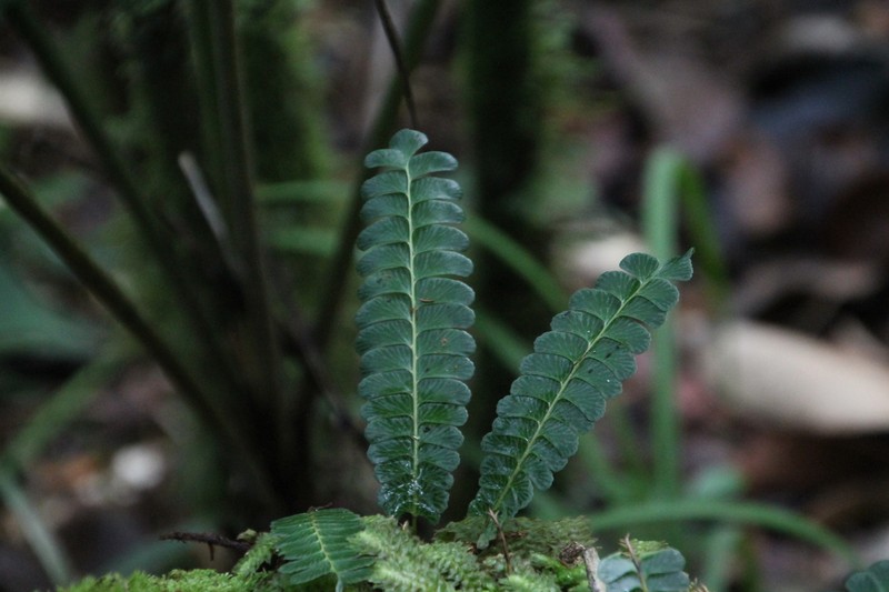 Lindsaea oblanceolata photo 5