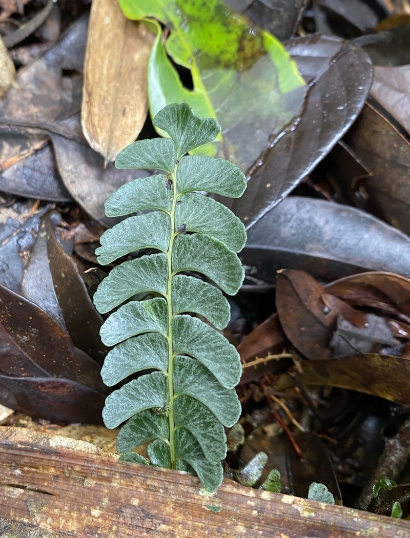 Lindsaea oblanceolata photo 6