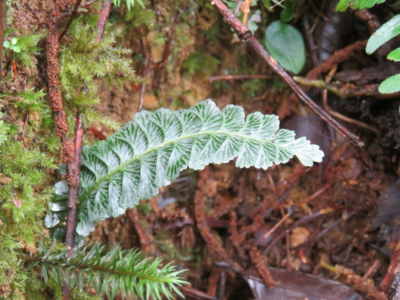 Lindsaea oblanceolata photo 7