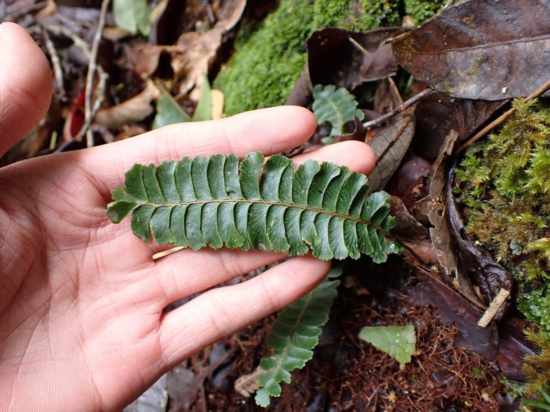 Lindsaea oblanceolata photo 8